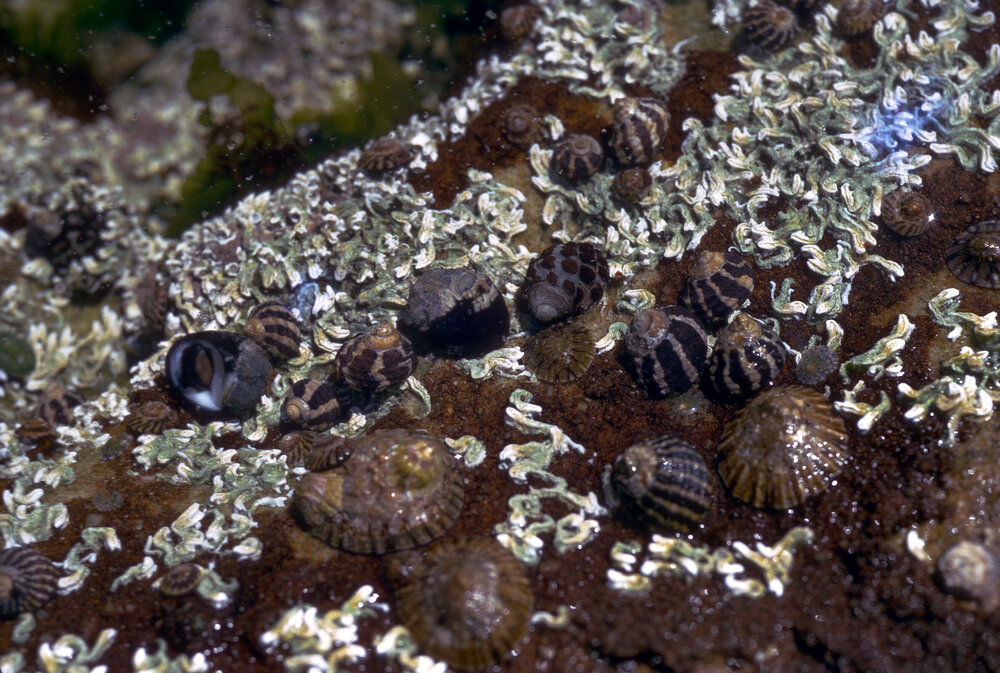 Cellana among Morula and Austrocochlea, Warrah, 1971