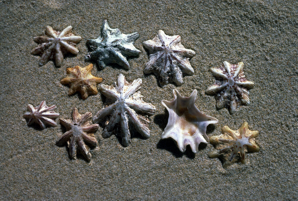 Patella chapmani, 1986