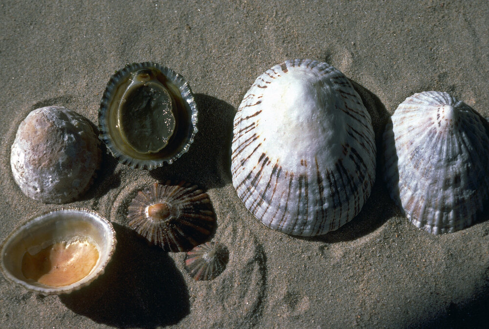 Cellana tramoserica, Western Australia