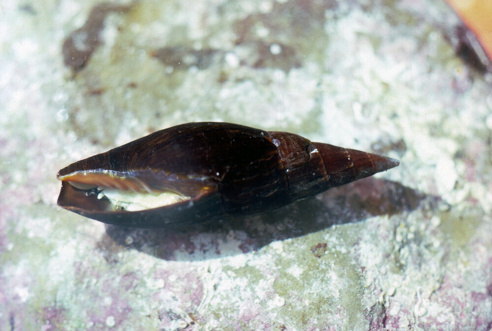 Mitra carbonaria, Newport, 1986