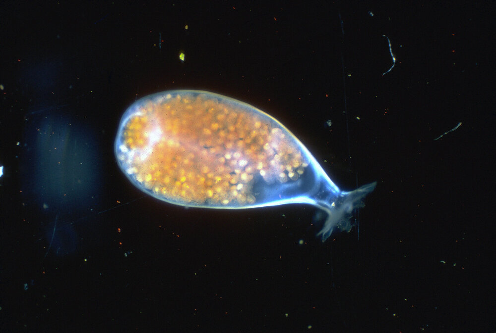 Mitra carbonaria, 1966