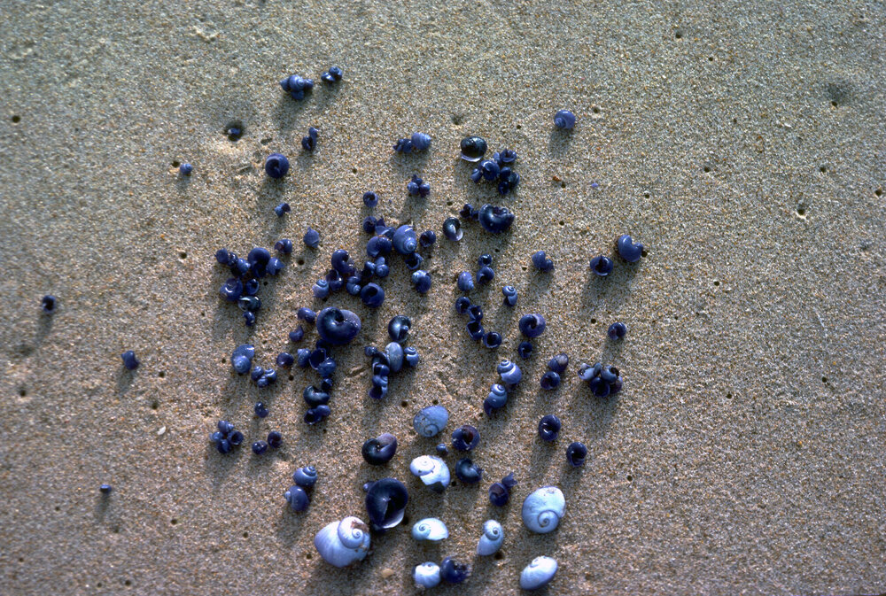Janthina violacea and Janthina globosa, Wooli, 1979