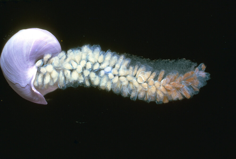 Janthina violacea