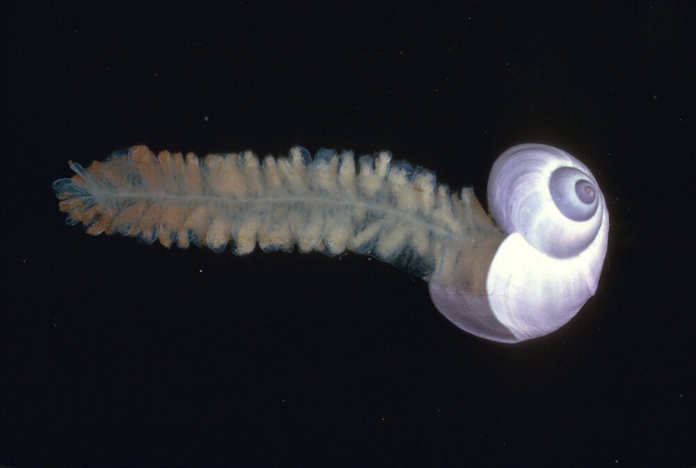 Janthina violacea, 1963