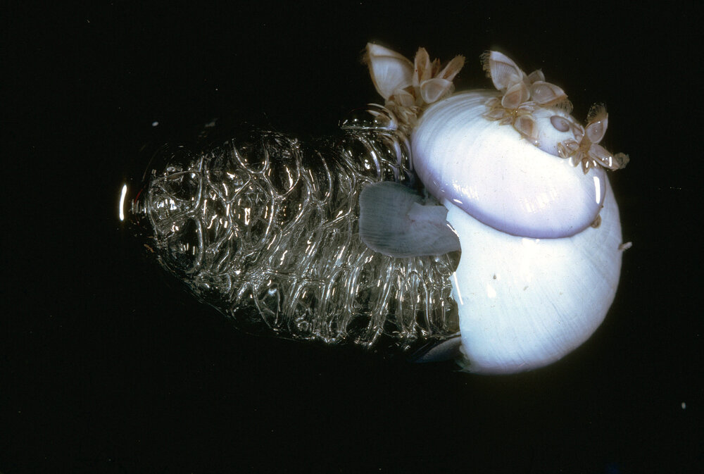 Janthina violacea, Sydney, 1963