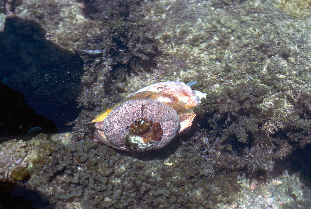 Cymbiola magnifica, Minnie Water, 1978