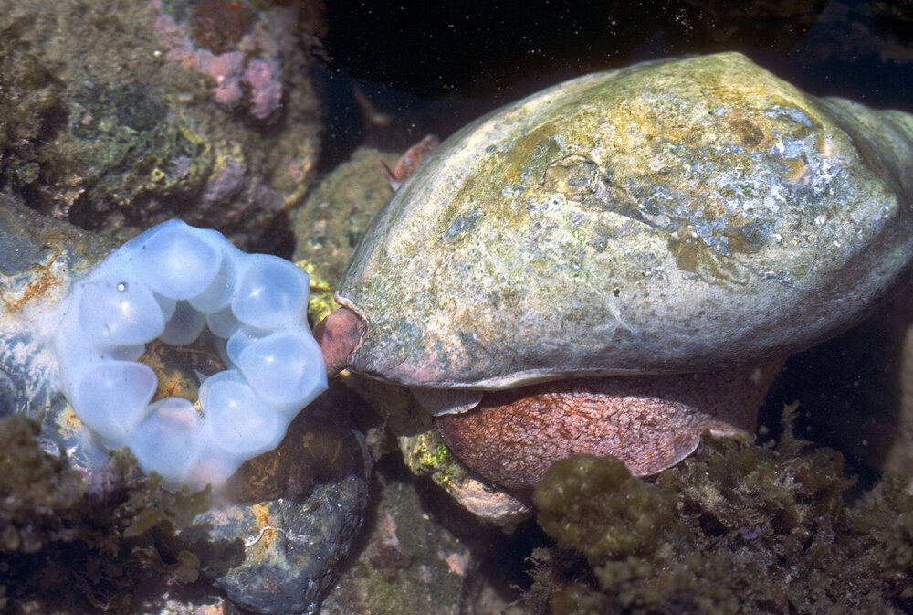 Cymbiola magnifica, Minnie Water, 1978