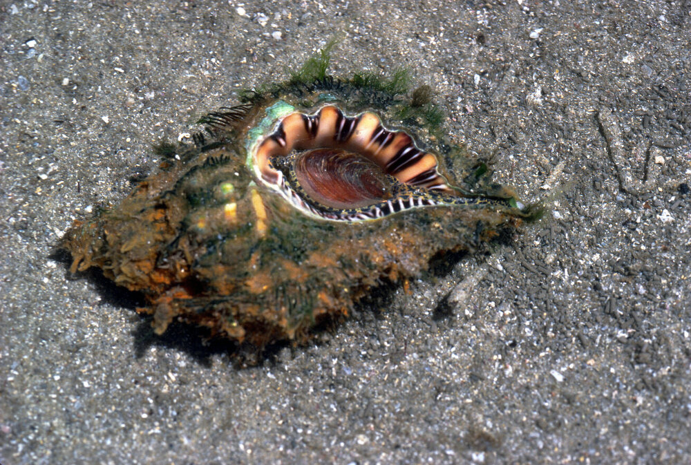 Cymateum (Monoplex) parthenopeum, Cronulla, 1986