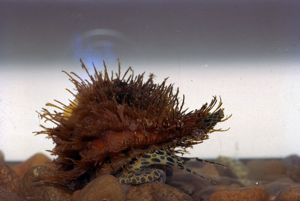 Cymateum (Monoplex) parthenopeum