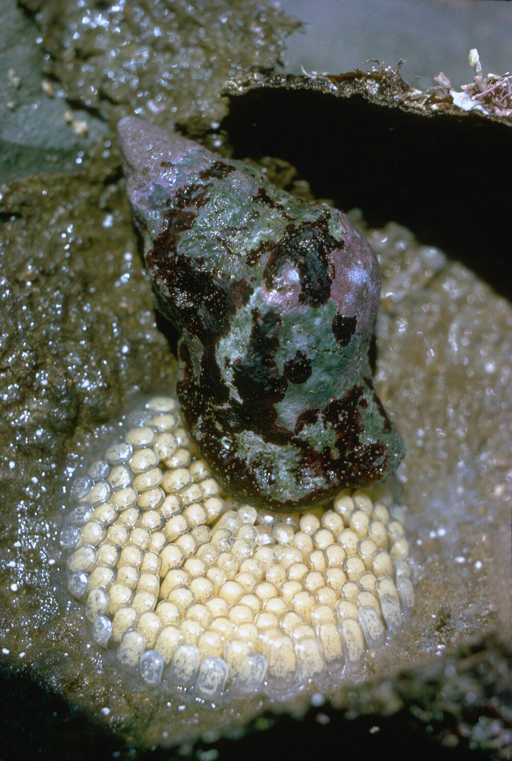 Ranella australasia, Collaroy, 1966