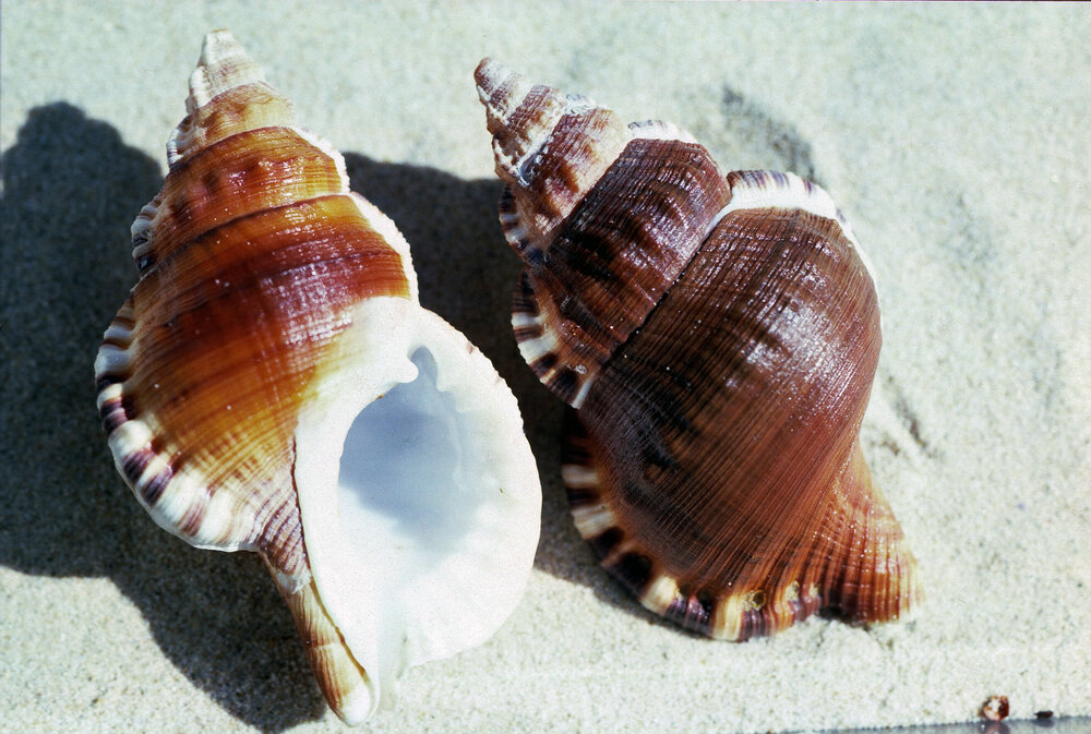 Ranella australasia, Wooli, 1986
