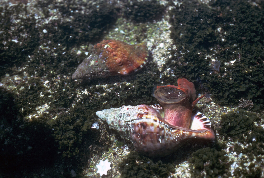 Charonia lampas rubicunda, Cape Banks, 1986