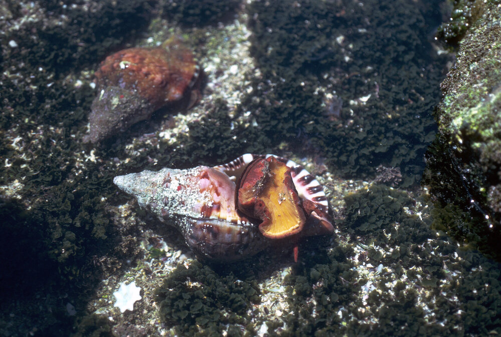 Charonia lampas rubicunda, Cape Banks, 1986