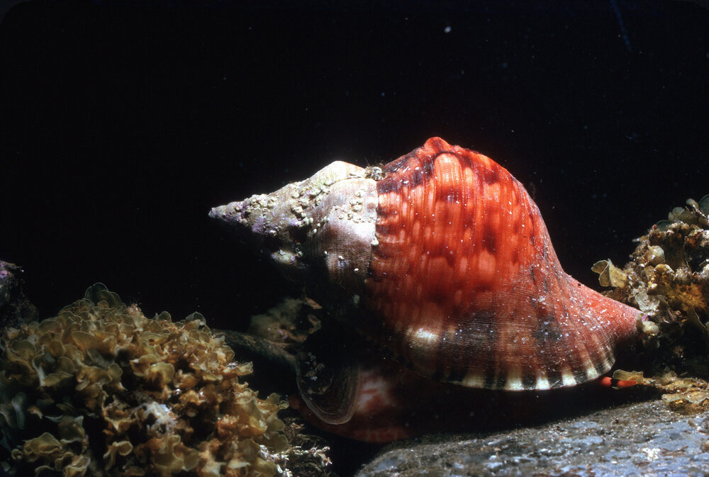 Charonia rubicunda