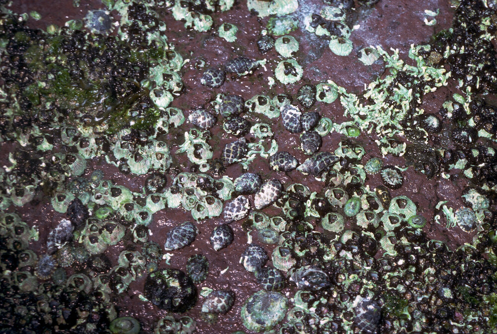 Morula marginalba, Newport, 1985