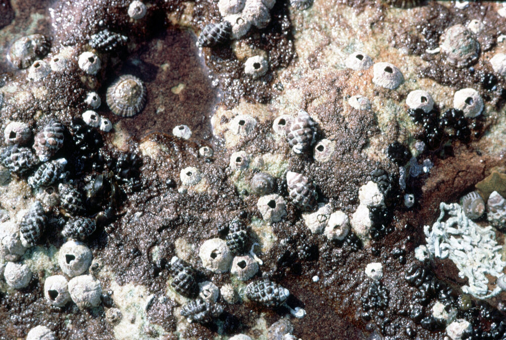 Morula marginalba