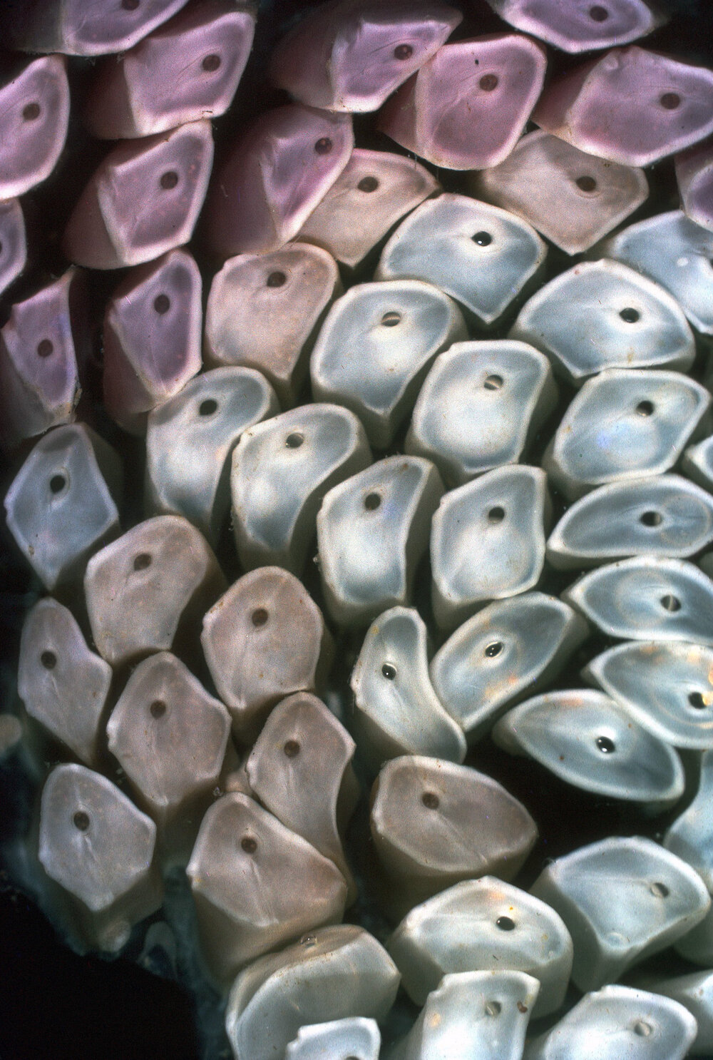 Egg Capsules of Dicathais orbita, 1965