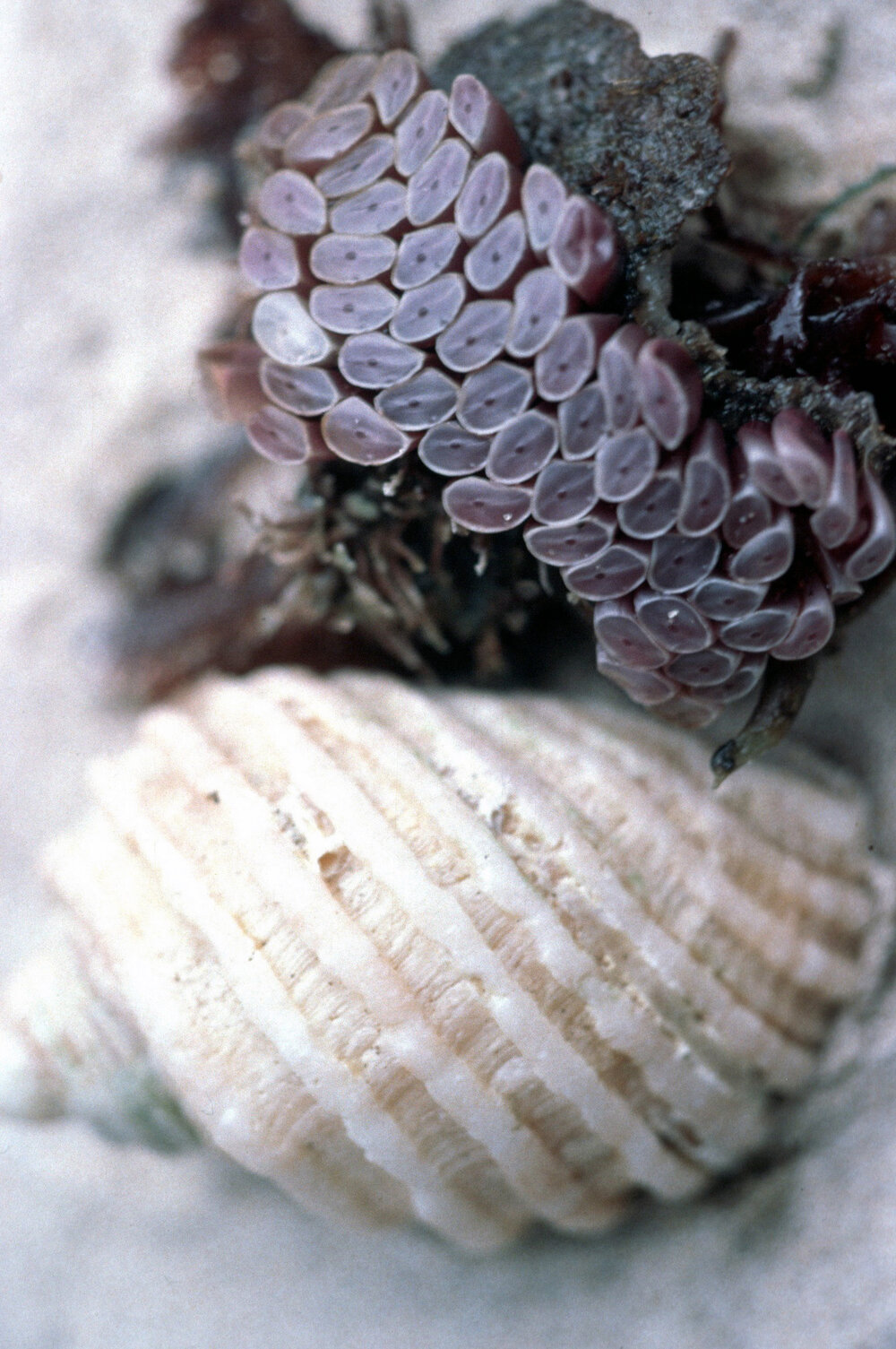 Dicathais orbita