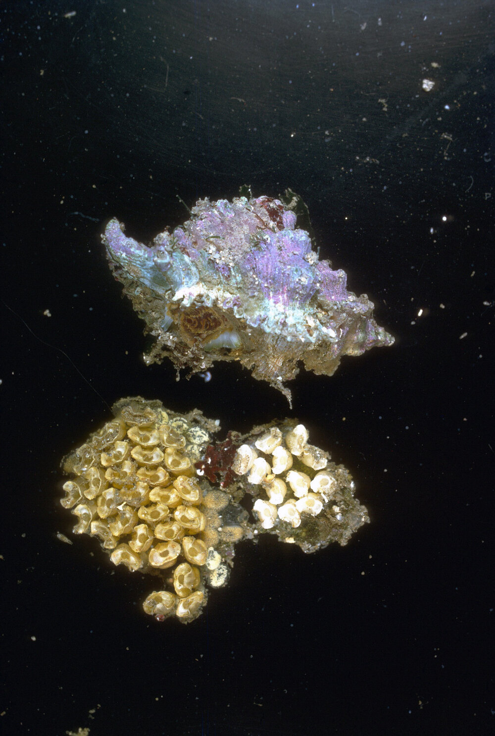 Chicoreus denudatus, Watsons Bay, 1966