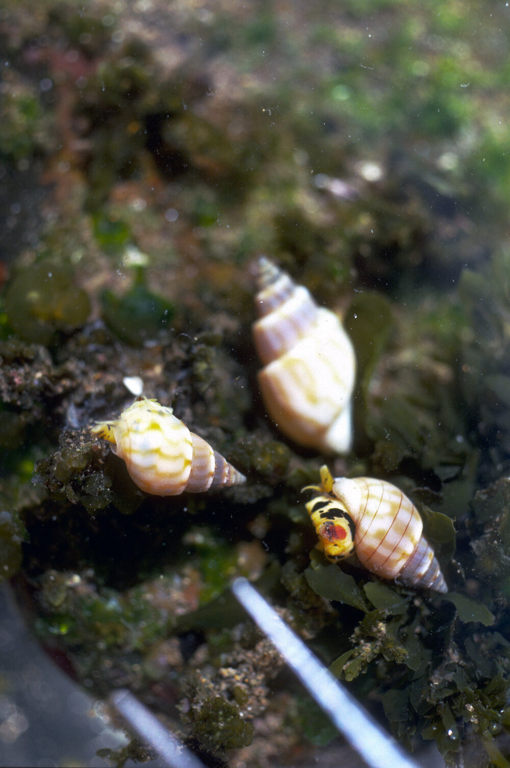 Nassarius particeps, Newport, 1986