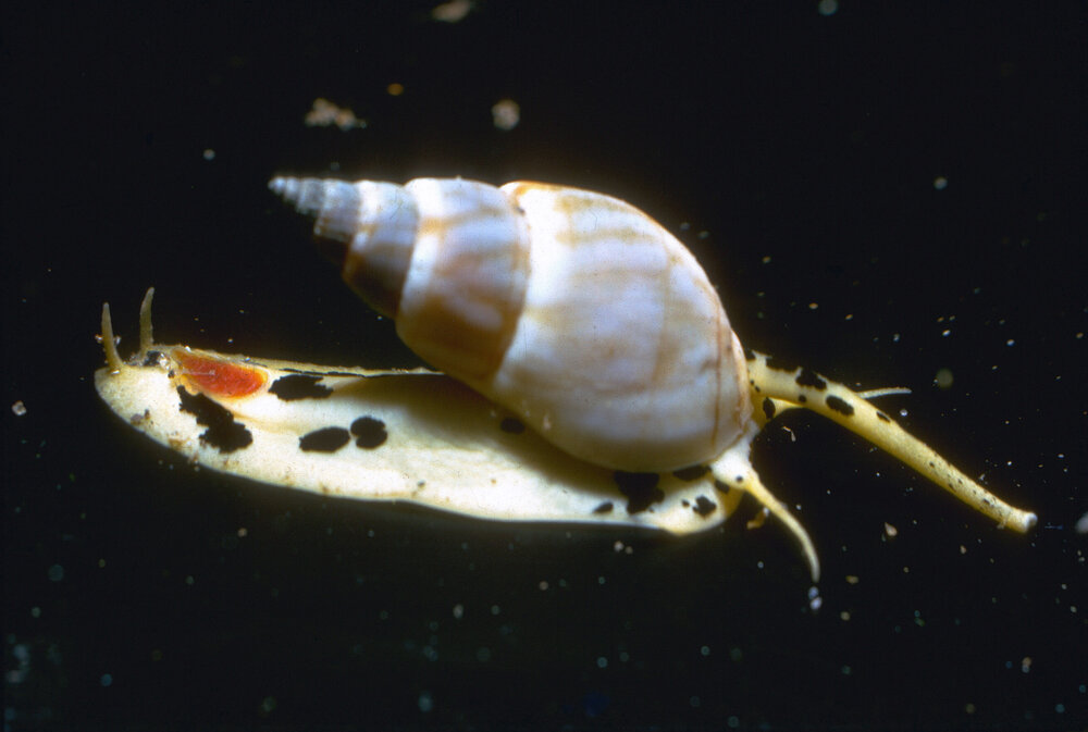 Nassarius particeps, Collaroy, 1964