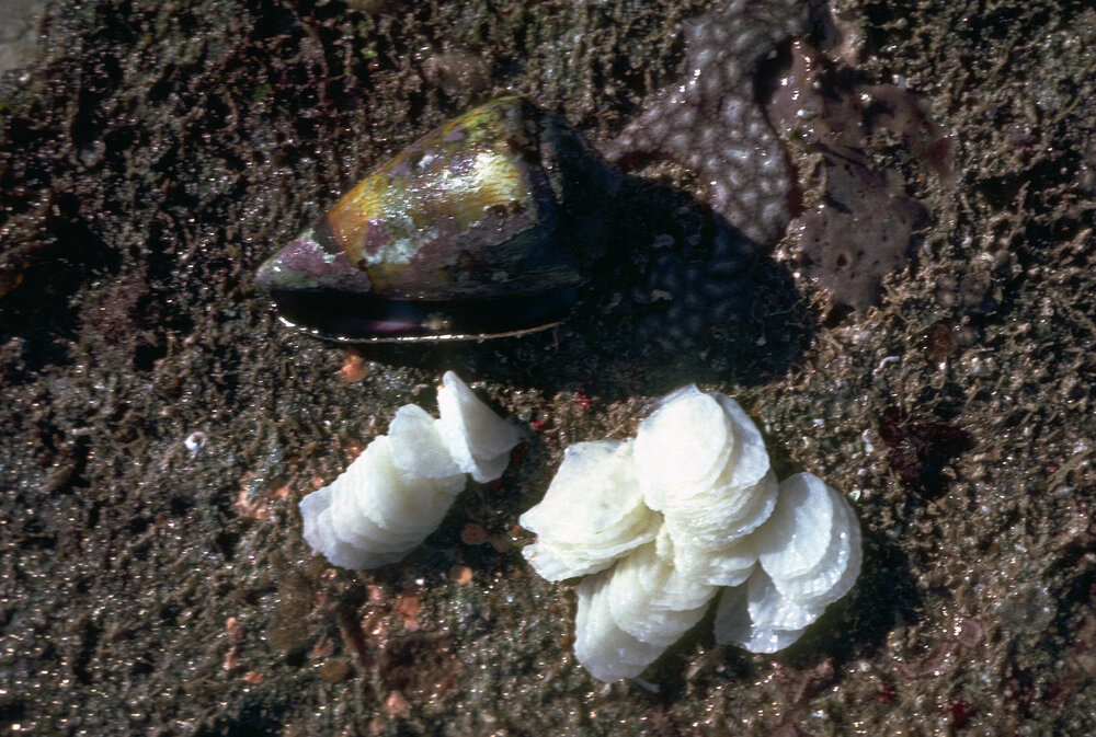 Conus papilliferus, 1979
