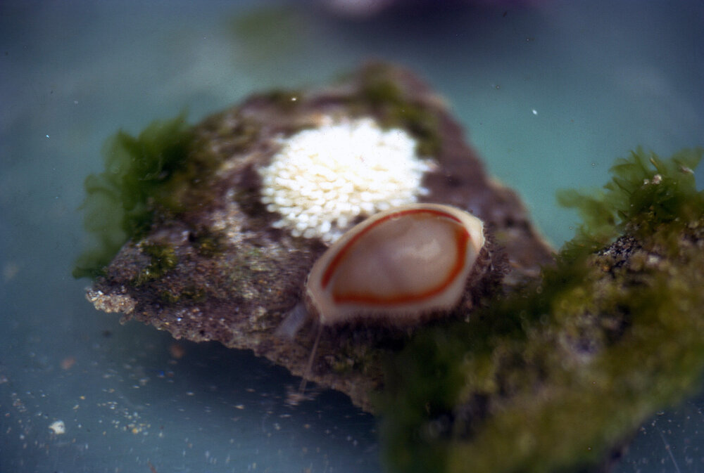 Cypraea annulus, Lord Howe Island, 1974