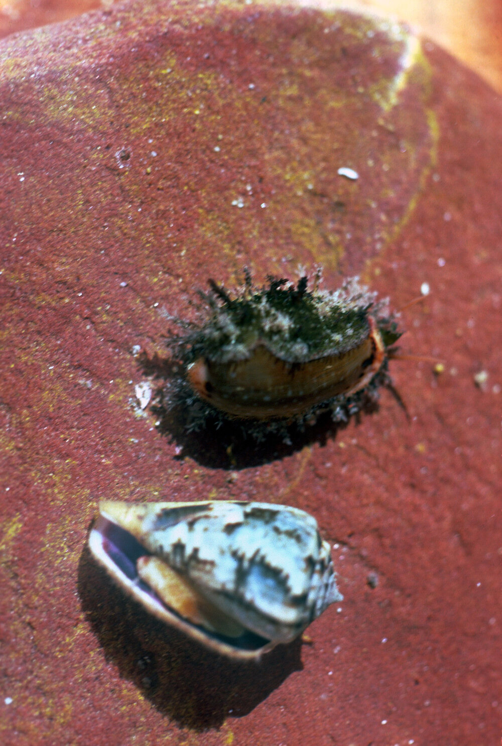 Cypraea erosa and Conus papilliferus, Newport, 1986