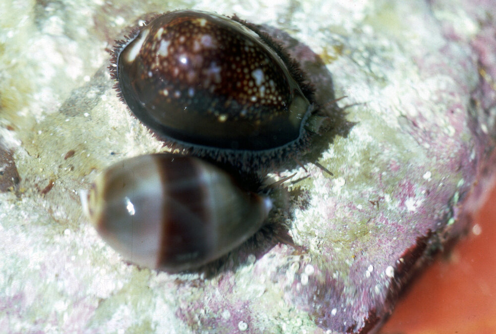 Cypraea caputserpentis, Newport, 1986