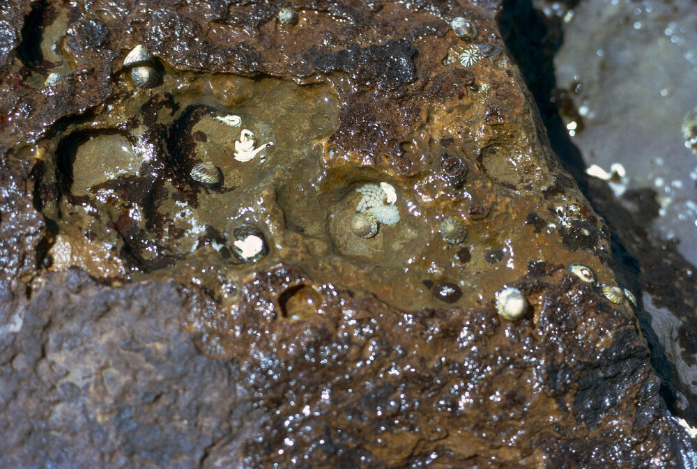 Bembicium nanum, Jervis Bay, 1973
