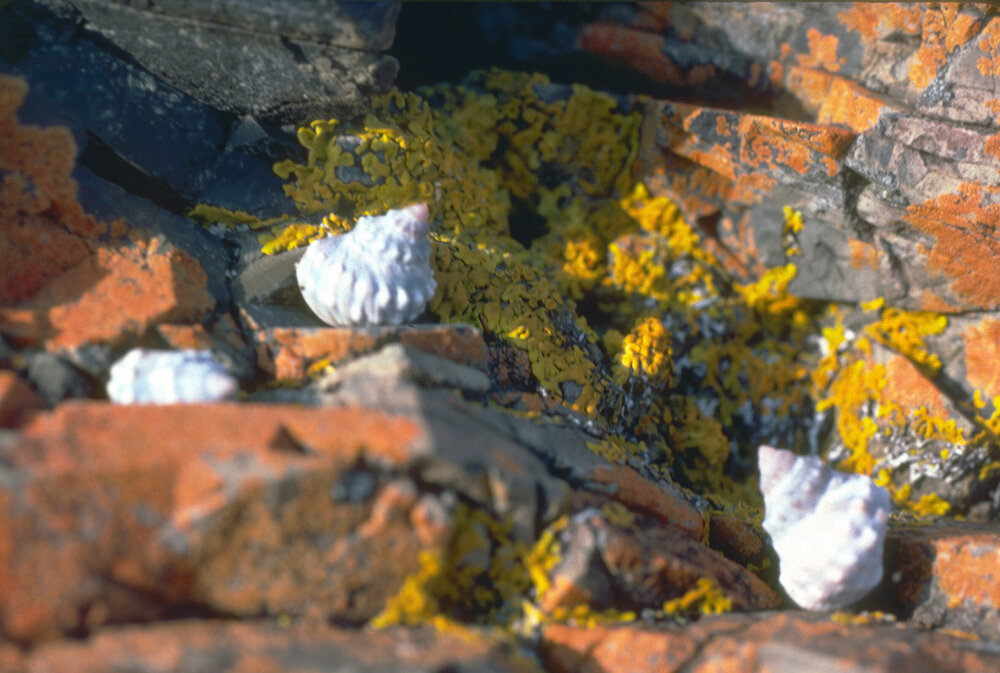 Nodilittorina pyramidalis, Diamond Head, 1982