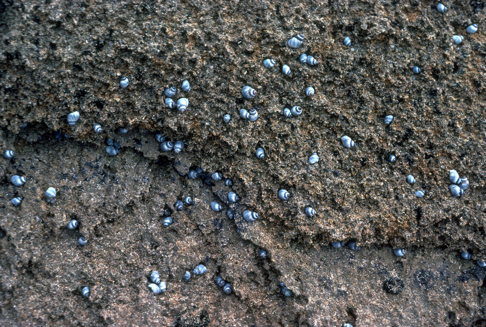 Nodilittorina unfasciata, Flinders Island, 1981
