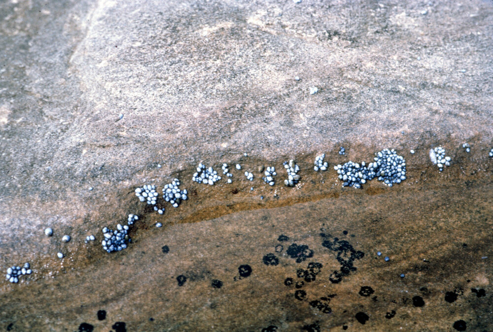 Nodilittorina unfasciata