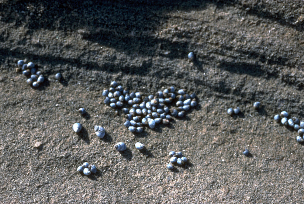 Nodilittorina unfasciata
