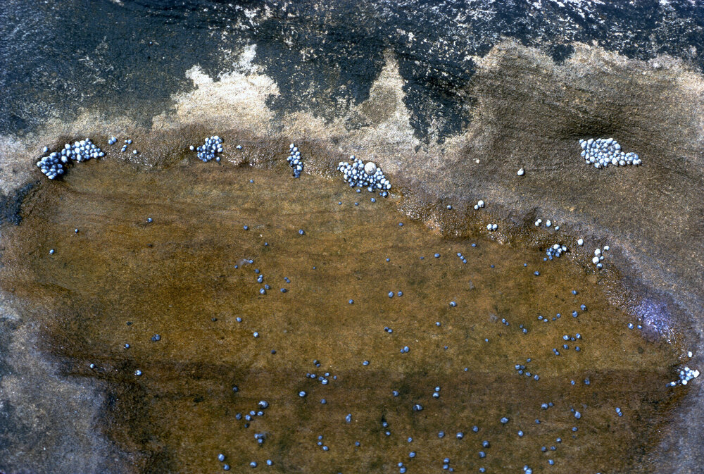 Nodilittorina unfasciata