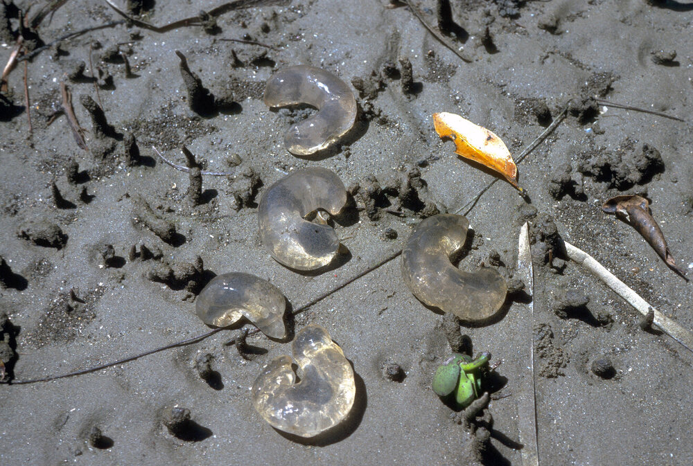 Egg Mass of Polinices, Bayview, 1985