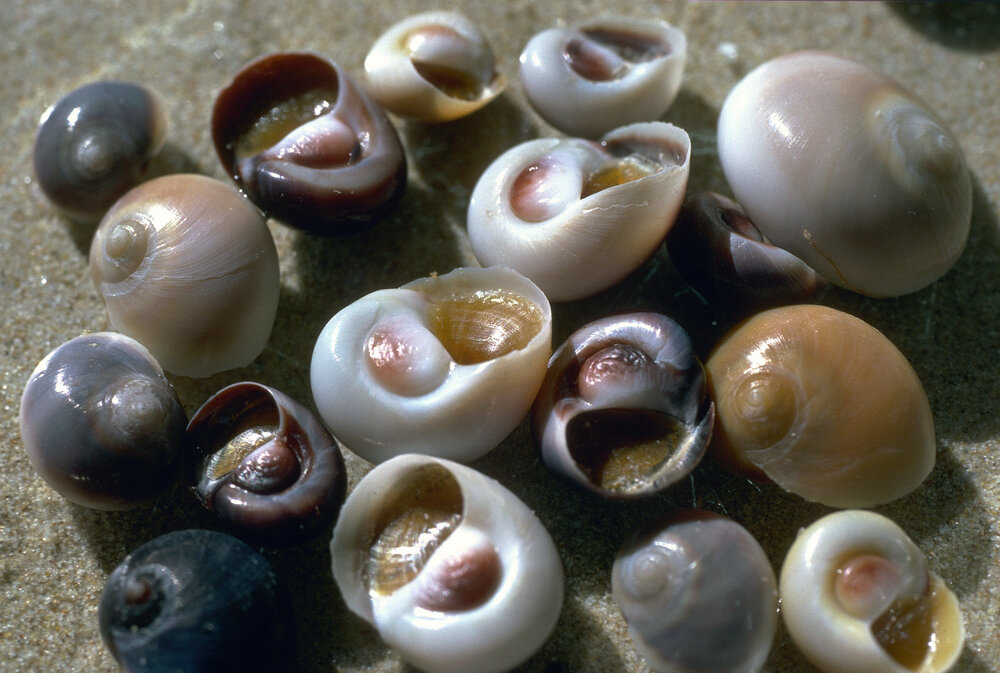 Polinices incei, Wooli, 1986