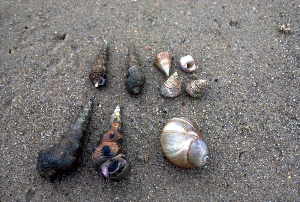 Thalotia comtesse, Pyrazus ebeninus, Conuber sordidus, Careel Bay, 1985