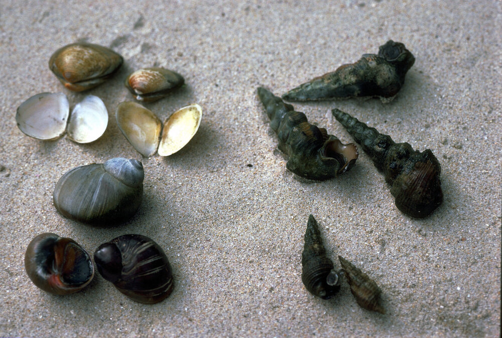 Estuarine Shells, Careel Bay, c1986