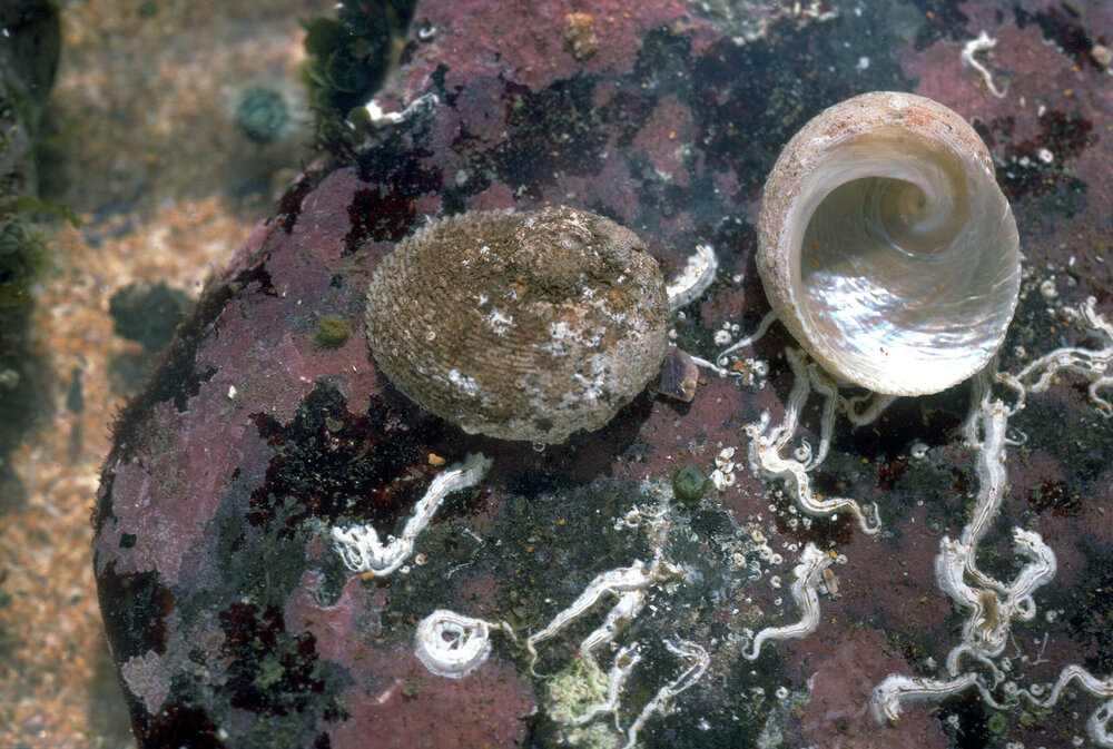 Granata imbricata, Collaroy, 1986