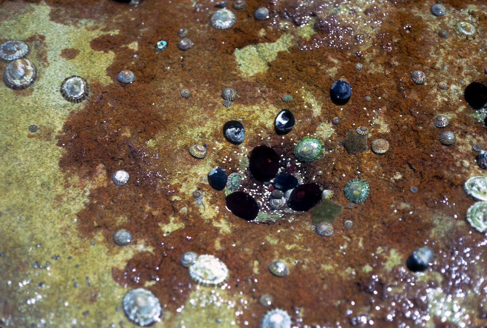 Nerita melanotragus and Egg Capsules, Cape Banks