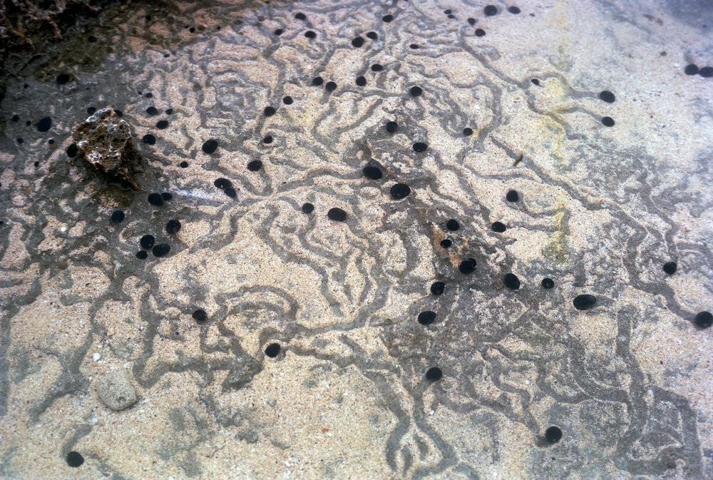 Nerita atramentosa and its tracks, Lord Howe Island, 1974