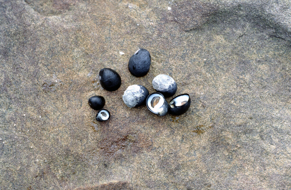 Nerita atramentosa