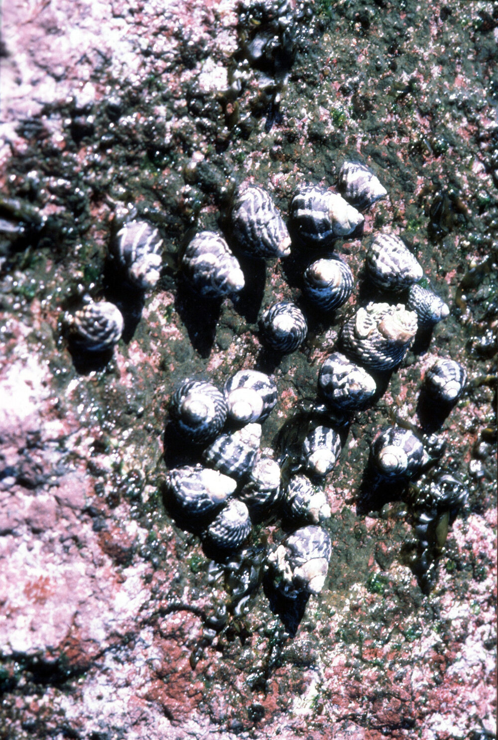 Austrocochlea porcata