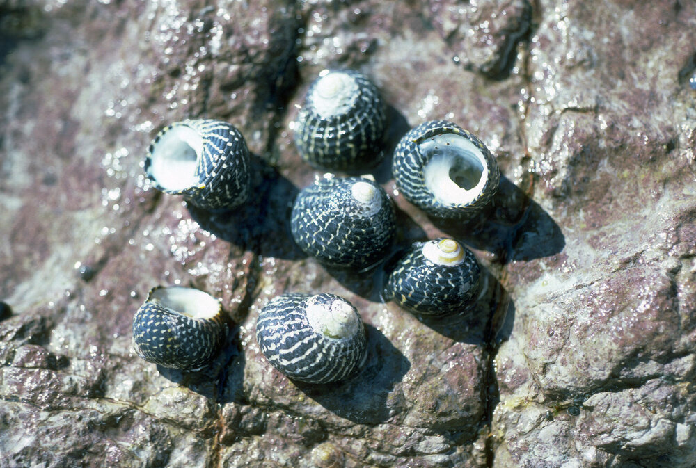Austrocochlea concamerata, Freshwater, 1986