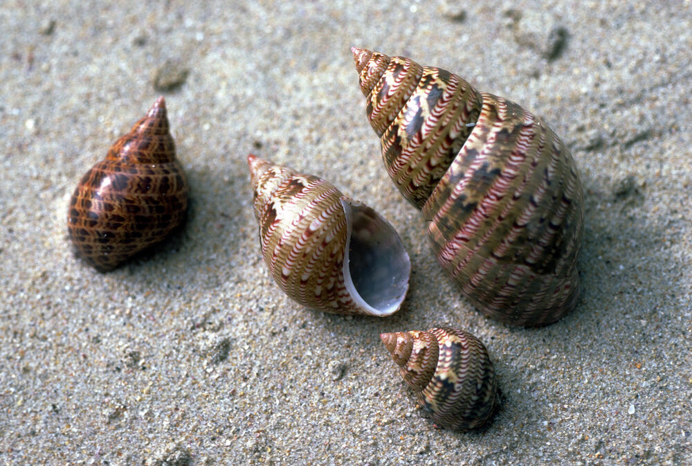 Phasianella ventriocosa and Phasianella australis, Lorne, c1986