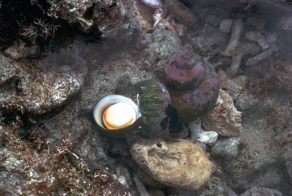 Turbo cepoides, Lord Howe Island, 1974