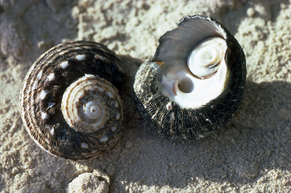 Turbo torquatus, Minnie Water, 1986