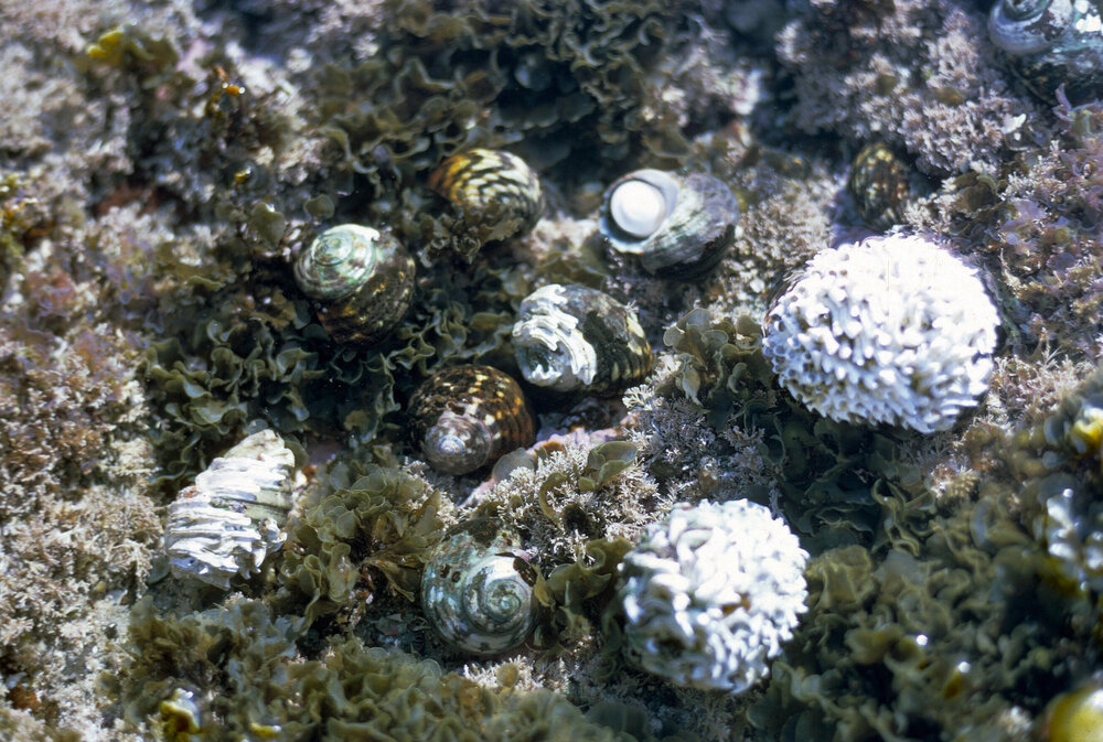 Turbo undulata, Jervis Bay, 1973