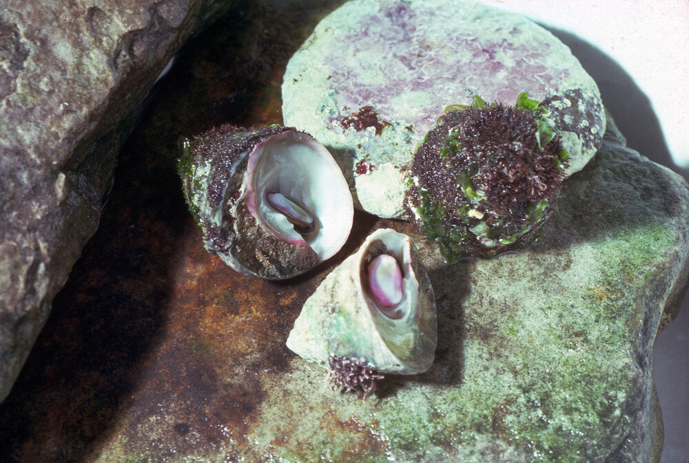 Astralium tentoriformis, Newport, 1978